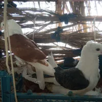 کبوتر دوکت