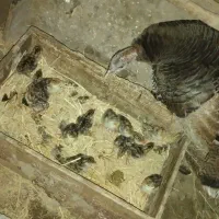 جوجه بوقلمون محلی با مادر