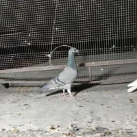 ماده رنگی و پلاکی