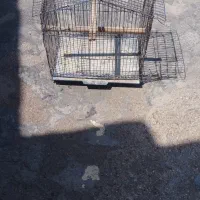 قفس معاوضه با کبوتر رنگی