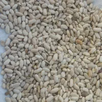 لوبیا کرم ۳تن،لوبیا سفید ۱۸۰۰ کیلو با هم فروشی