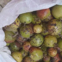 انار جنگلی ترش