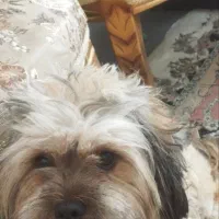 واگذاری سگ شیتزو|سگ|تبریز, |دیوار