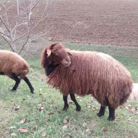 فروش قوچ|حیوانات مزرعه|گرمی, |دیوار