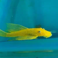 کت پوزه بوته ای بلوآیز و لجن خوار مشکی باله بلند