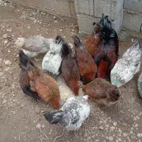 فروش مرغ و خروس|حیوانات مزرعه|چمستان, |دیوار