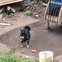 پاکوتاه پامر بی مو سه ساله ماده 5میلیون