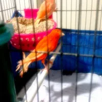 جفت ردفکتور بهمراه ۴تخم