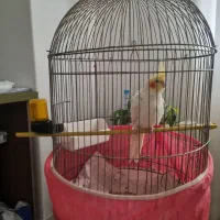 یک عدد طوطی عروس|پرنده|آمل, |دیوار