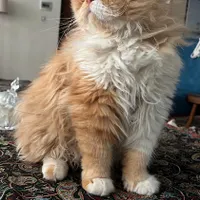پرشین فلت