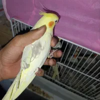 جفت عروس هلندی دوکت رام دستی|پرنده|گنبد کاووس, |دیوار