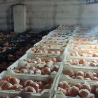 پرتقال تامسون نایلون پیج سوپر یکدست