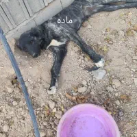 توله سگ سرابی|سگ|بهارستان, |دیوار