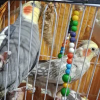 عروس هلندی جفت