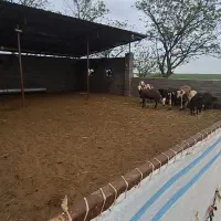 چوپان وارد