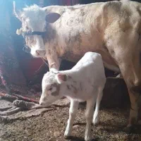 گاوآلمانی شکم اول باگوساله آلمانی