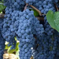 هرس انگور دیم و آبی