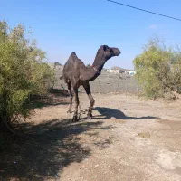 لوک جوان|حیوانات مزرعه|لاشار, |دیوار