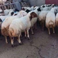 فروش بره پروار|حیوانات مزرعه|دره شهر, |دیوار