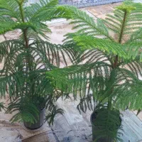 یوکا وگلهای آپارتمانی