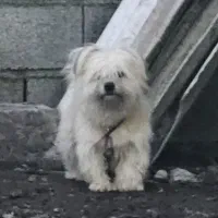 سگ پاکوتاه تریر|سگ|نور, |دیوار