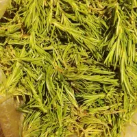 فروش. رز ماری تازه وتمیز