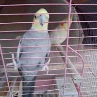 عروس هلندی سخنگو|پرنده|کرج, شهرک پردیسان|دیوار