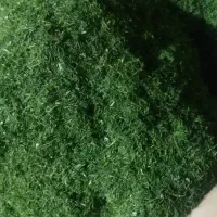 شوید خشک و سبزی خشک