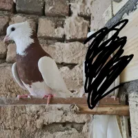 کبوتر طوقی ماده درشت مست کاکلی