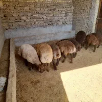 بره ماده همو وهترو|حیوانات مزرعه|قوچان, |دیوار