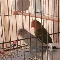 پرنده.کوتوله