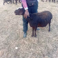 ۳عدد گوسفندمیان سال ۳۷ میلیون یک جا