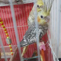 پرنده عروس هلندی