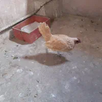 ۱عدد مرغ سیبرایت بوف تخم گذار