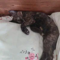 واگذاری بچه گربه ۴ ماهه