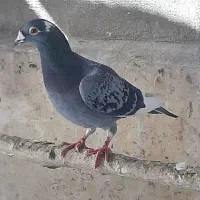 کبوتر ـ کفتر