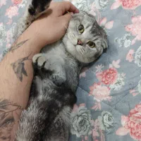 اسکاتیش دبل فولد نر