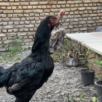 لاری خروس مرغ نسل ممتاز ها|حیوانات مزرعه|امامزاده عبدالله, |دیوار