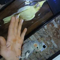 ۲جفت عروس اهلی ومولد|پرنده|ارومیه, |دیوار