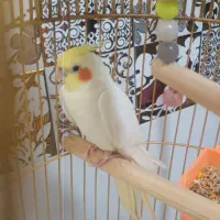 لوتینو نروماده بالغ سالم.بازیگوش