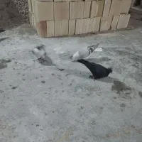 6تا حیوون ساده زاغ سفیدو|پرنده|مشهد, بلال|دیوار