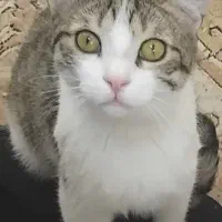 گربه و پت عروسکی حیوانات