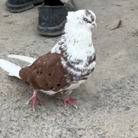 کبوتر نوک ریز