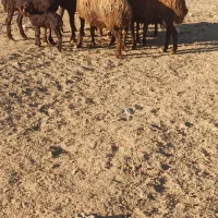 میش آبستن میش بره|حیوانات مزرعه|کوهدشت, |دیوار