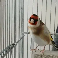 سهره نر دو ساله درشت و قرص