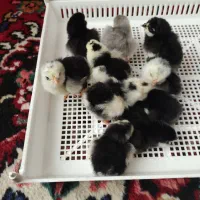جوجه گلین جاپنیز پرپا لاری مرغ و خروس گلین|حیوانات مزرعه|همدان, |دیوار