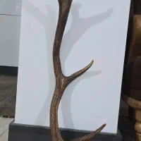 شاخ عتیقه کلکسیونی