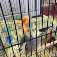 عروس هلندی|پرنده|محمدشهر, ولدآباد|دیوار