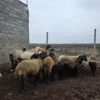 فروش گوسفندداشتی بره دار و.  ابستن|حیوانات مزرعه|گنبد کاووس, |دیوار