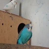 مرغ عشق از 100به تا 700|پرنده|قشم, |دیوار